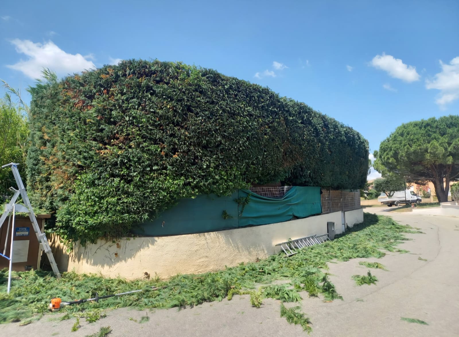 Grande haie taillée en forme arrondie, déchets de coupe au sol avant ramassage