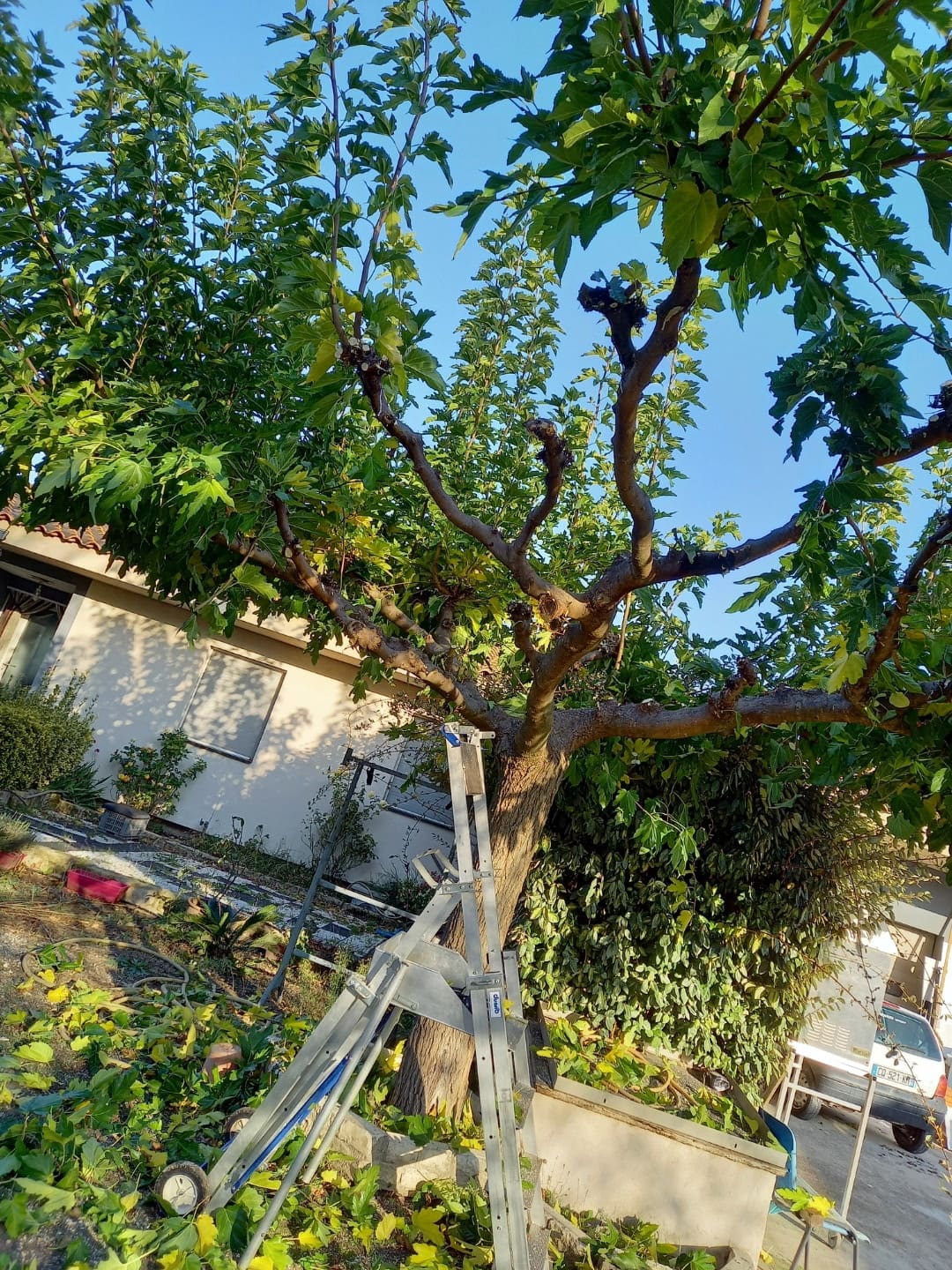 Arbre taillé en tête de chat, échelle appuyée sur le tronc
