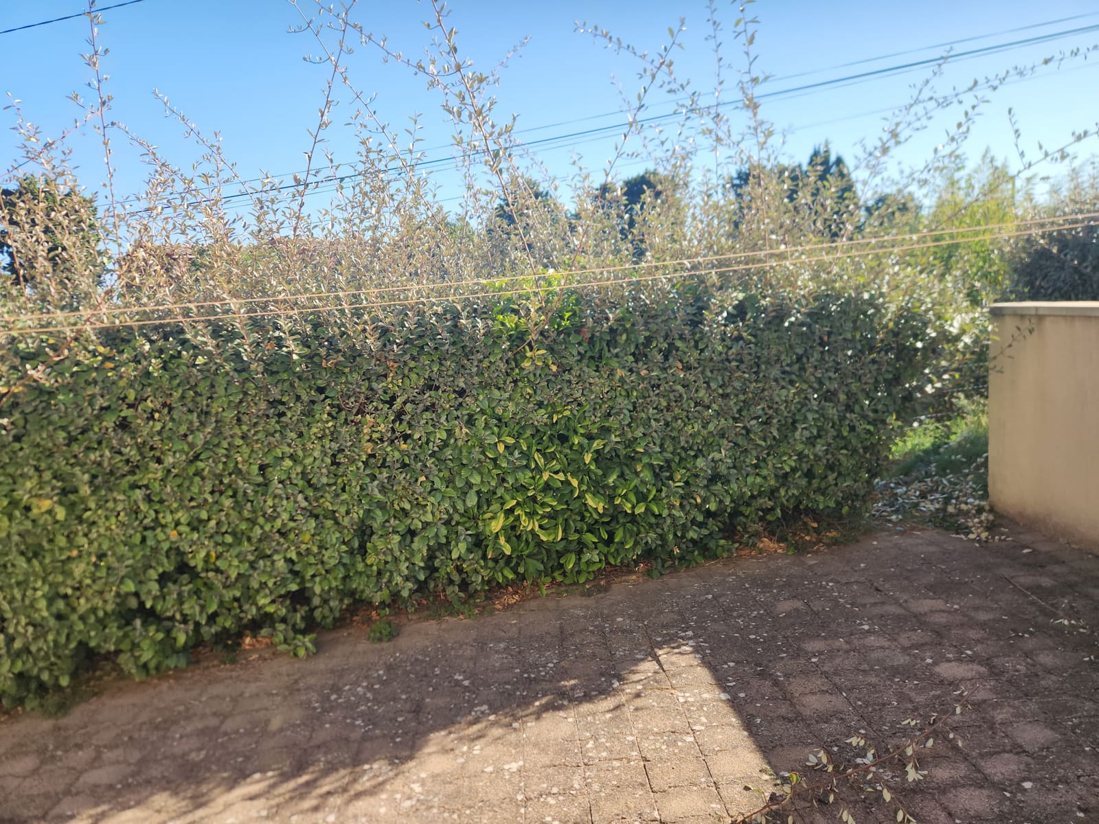 A hedge overrun by shoots a metre above its trimmed line, along a rendered garden wall