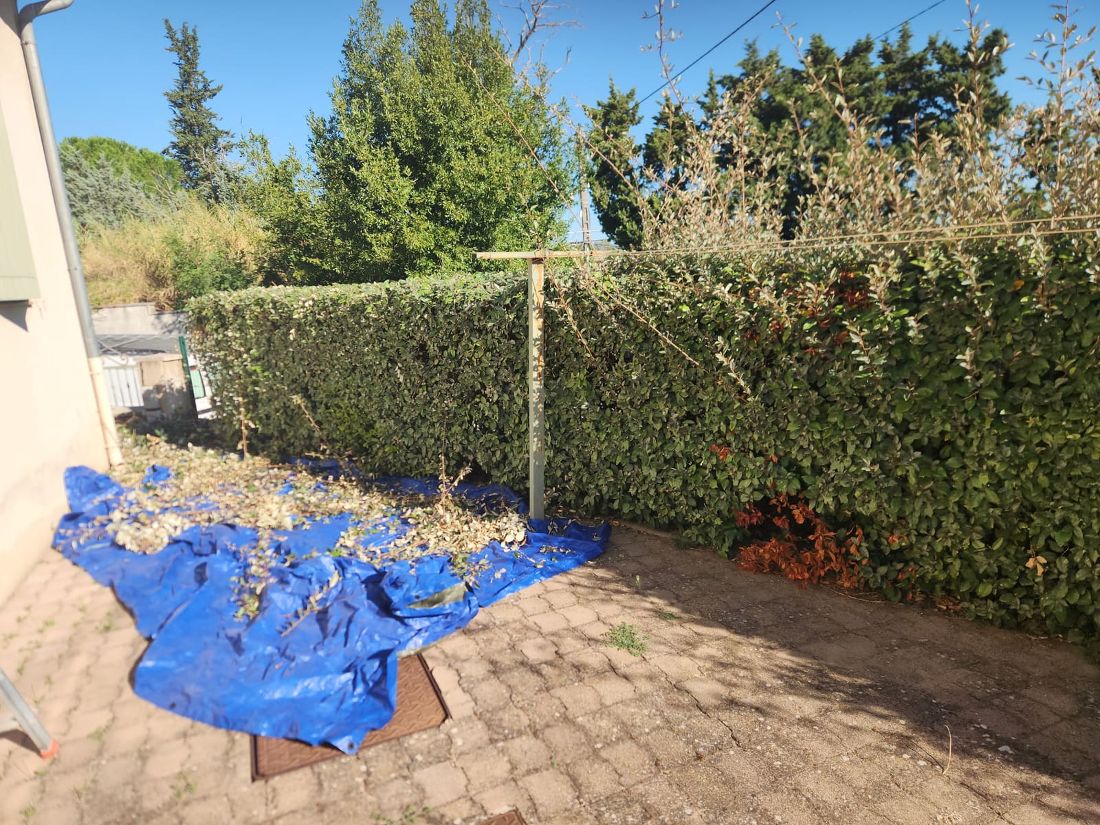 Bâche bleue étalée au pied d’une haie taillée, chargée des déchets de coupe