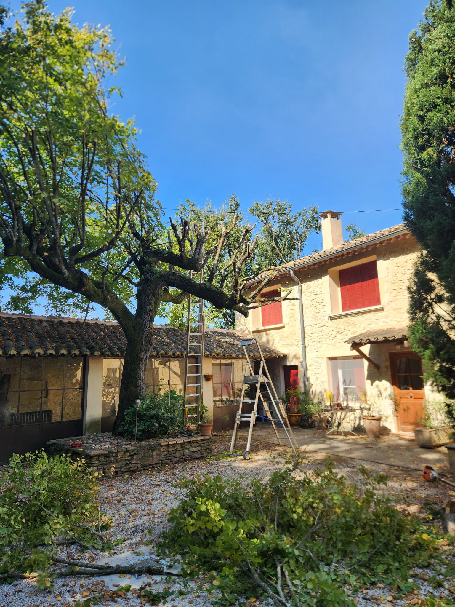 Arbre en cours de taille dans une cour de maison en pierre : une moitié de la couronne reprise, l’autre encore en feuilles, échelles dressées