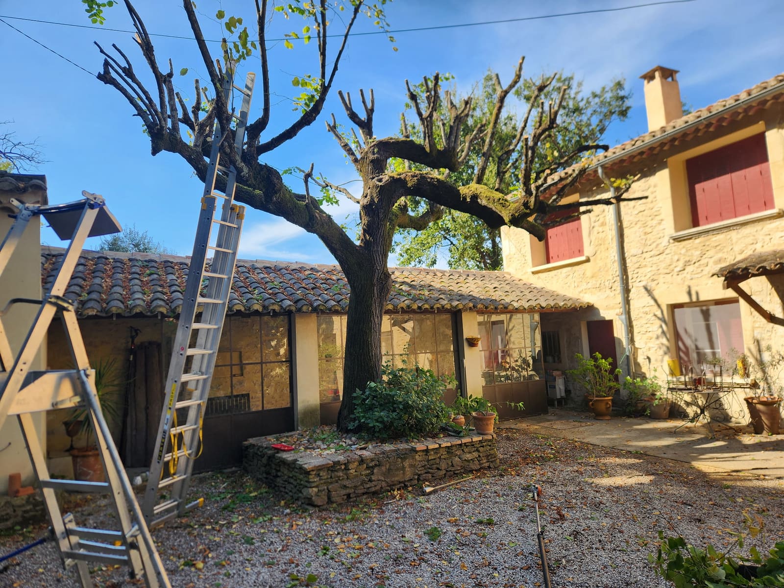 Arbre taillé en tête de chat dans la cour gravillonnée d’une maison en pierre, une échelle contre le tronc et un escabeau au premier plan