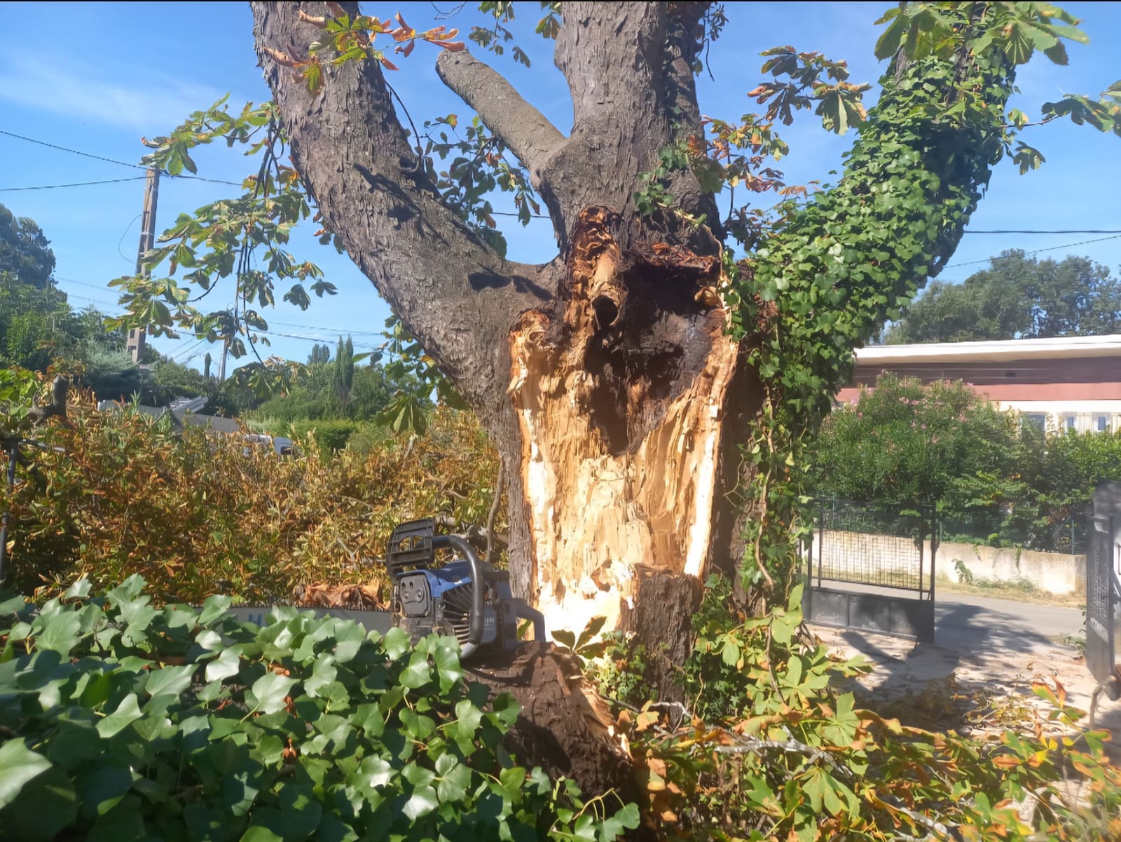 Tronc fendu sur toute sa hauteur : un arbre devenu dangereux, à diagnostiquer avant décision