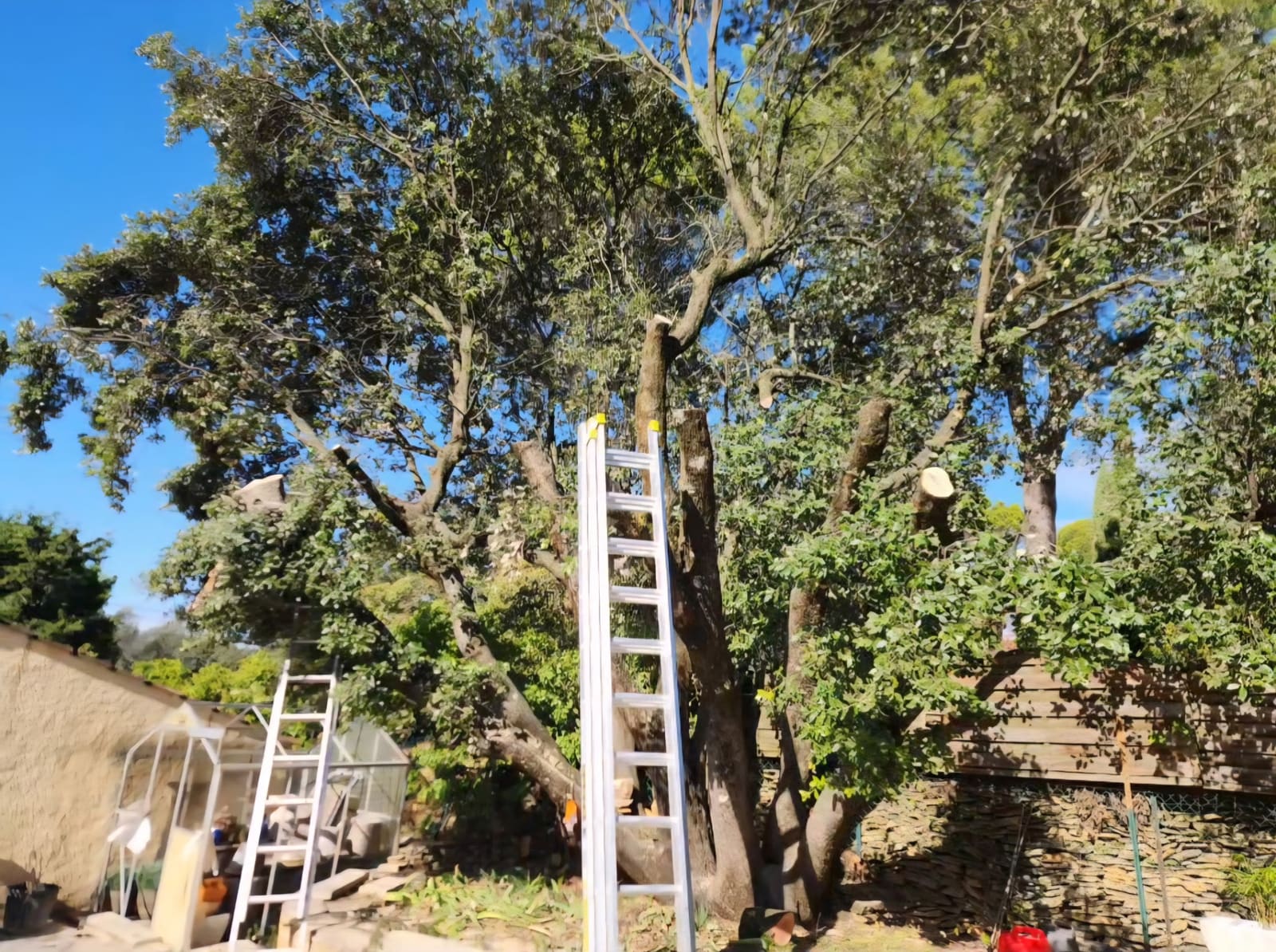 Élagage en cours dans un grand arbre : échelle appuyée, coupes fraîches visibles sur les charpentières